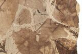 Fossil Leaf Plate (Fagopsis, Chamaecyparis) - McAbee, BC #221175-2
